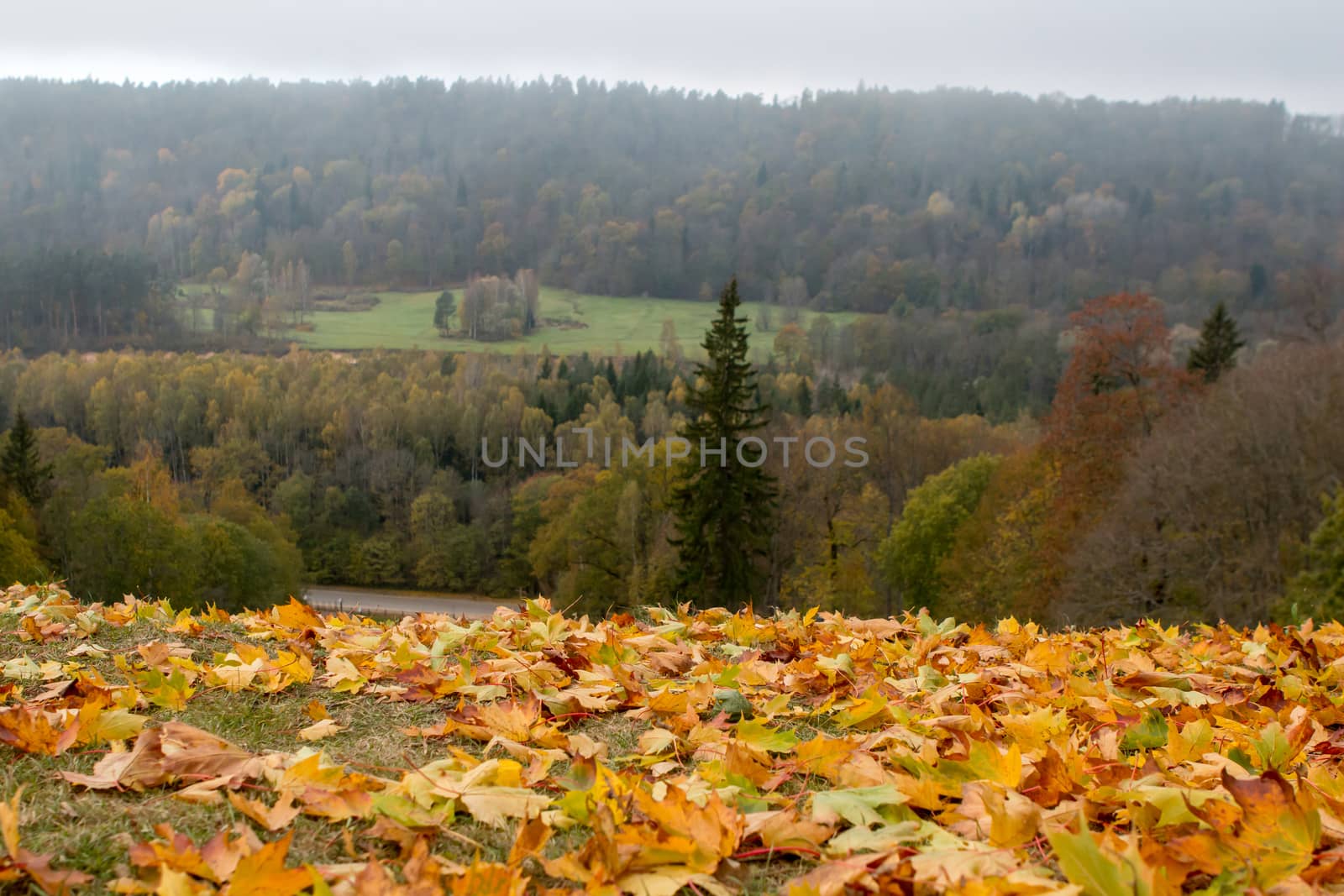 Autumn maple leaves in Sigulda, Latvia. Mapple tree has lobed leaves and colourful autumn foliage.