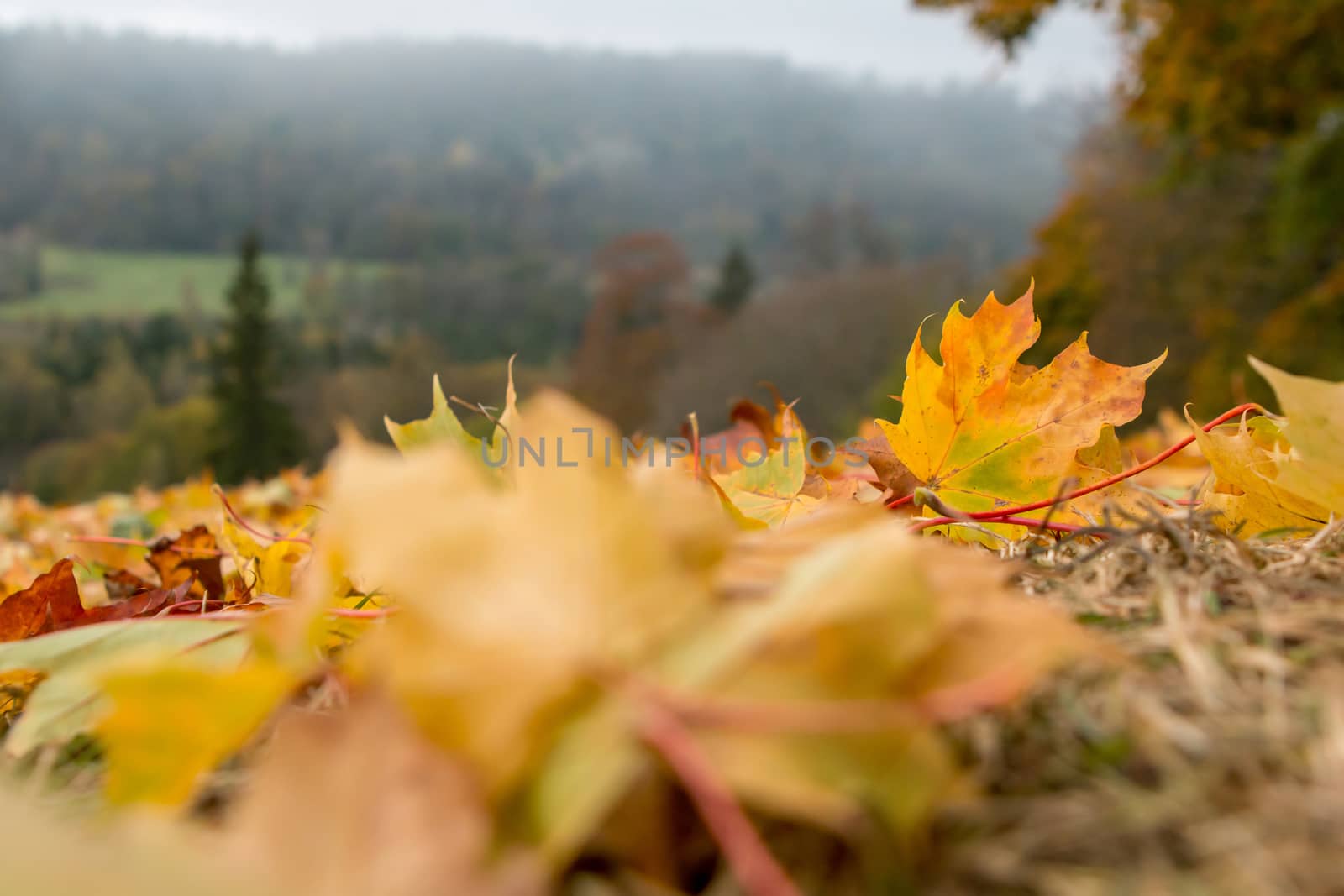 Autumn maple leaves in Sigulda, Latvia. Mapple tree has lobed leaves and colourful autumn foliage.