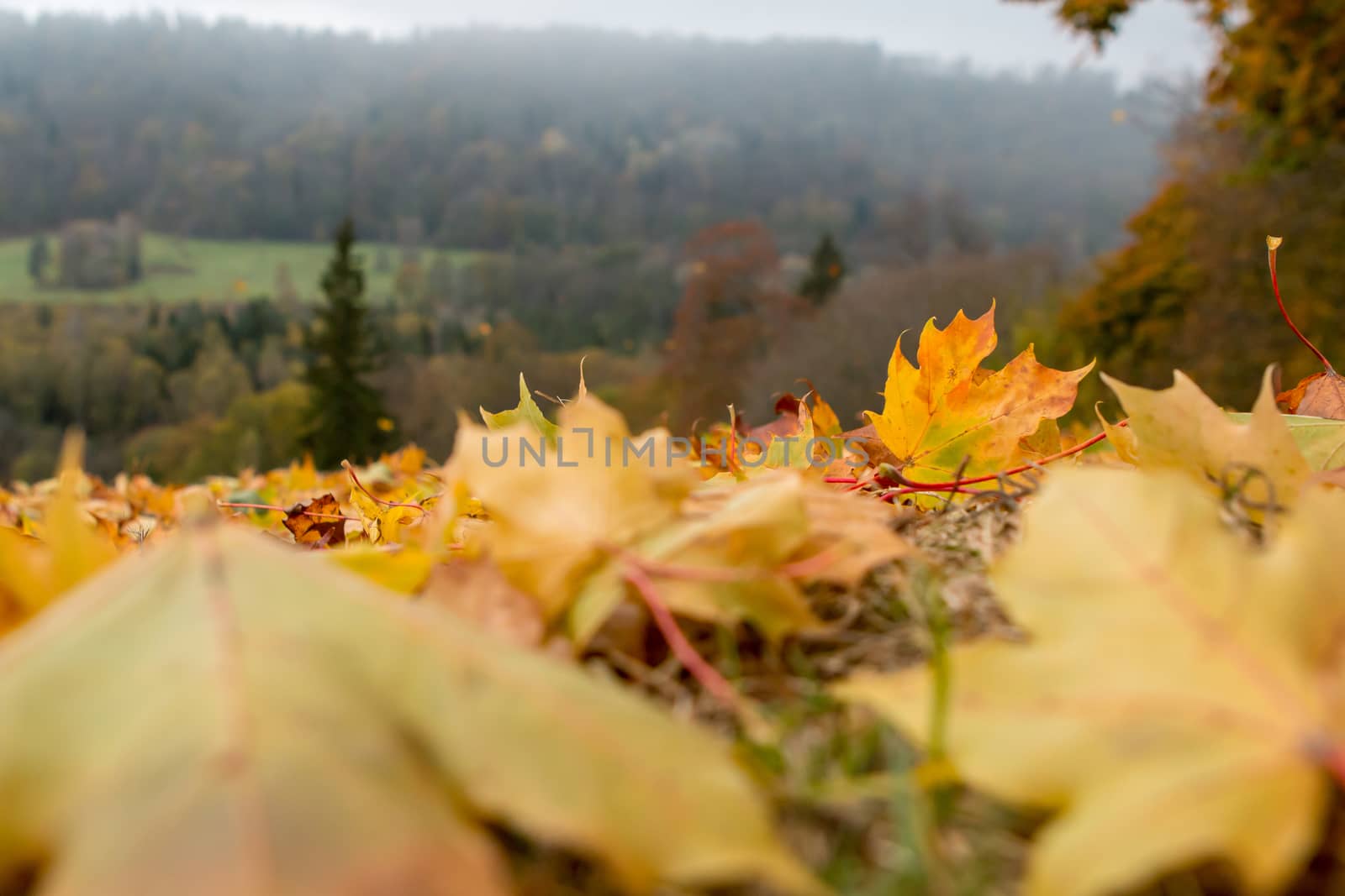 Autumn maple leaves in Sigulda, Latvia. Mapple tree has lobed leaves and colourful autumn foliage.