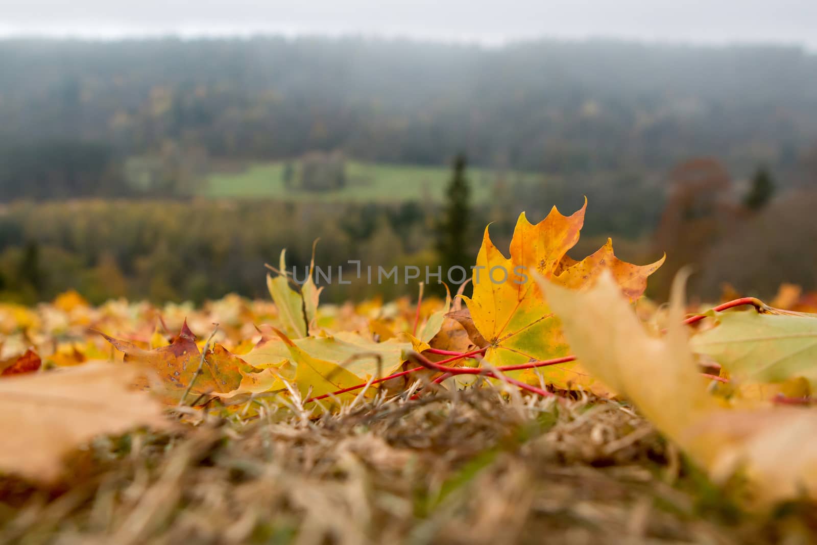 Autumn maple leaves in Sigulda, Latvia. Mapple tree has lobed leaves and colourful autumn foliage.