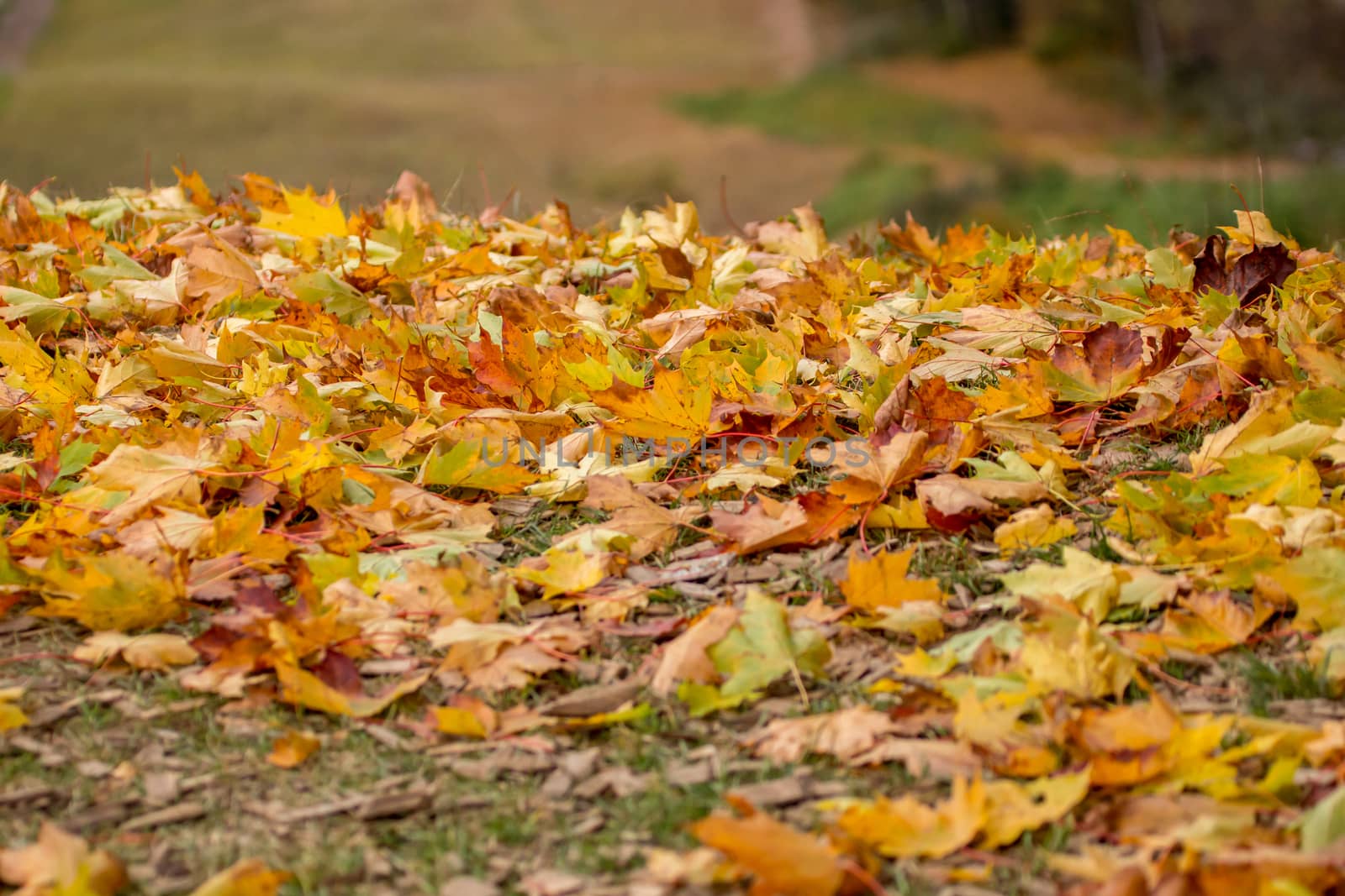 Autumn maple leaves in Sigulda, Latvia. Mapple tree has lobed leaves and colourful autumn foliage.