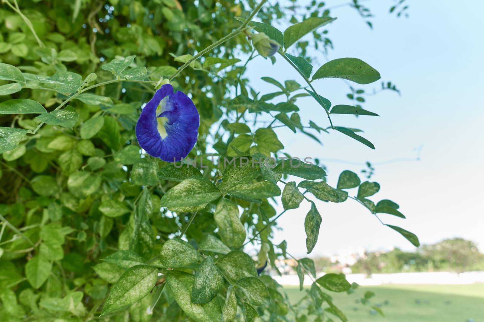 Asian Pigeonwings or Clitoria ternatea is a violet flower with green leafs have sky and park as background and copy space. Food with vegetarian and healthy concepts photography.
