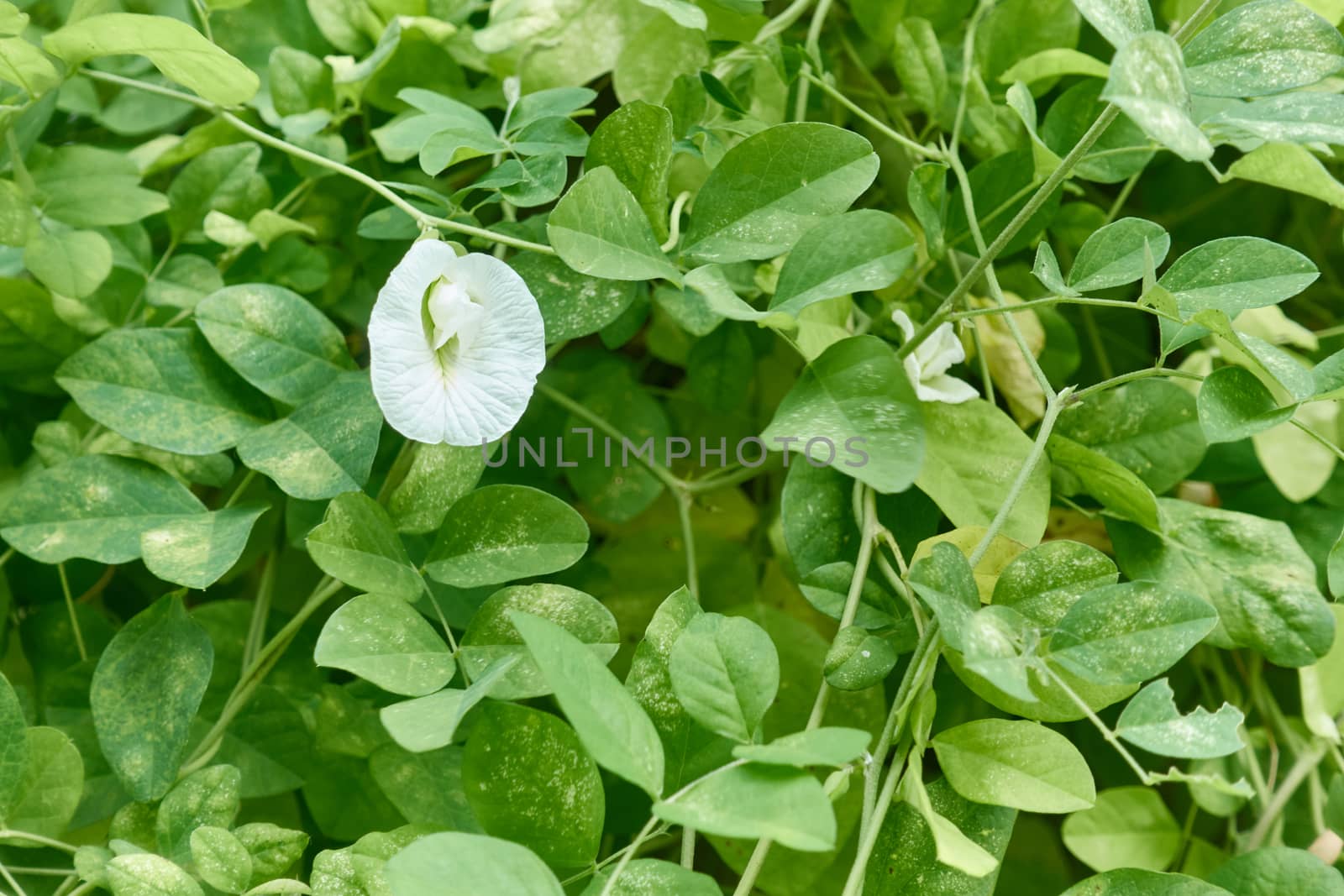 Asian Pigeonwings or Clitoria ternatea is a white flower with green leafs as background and copy space. Food with vegetarian and healthy concepts photography.