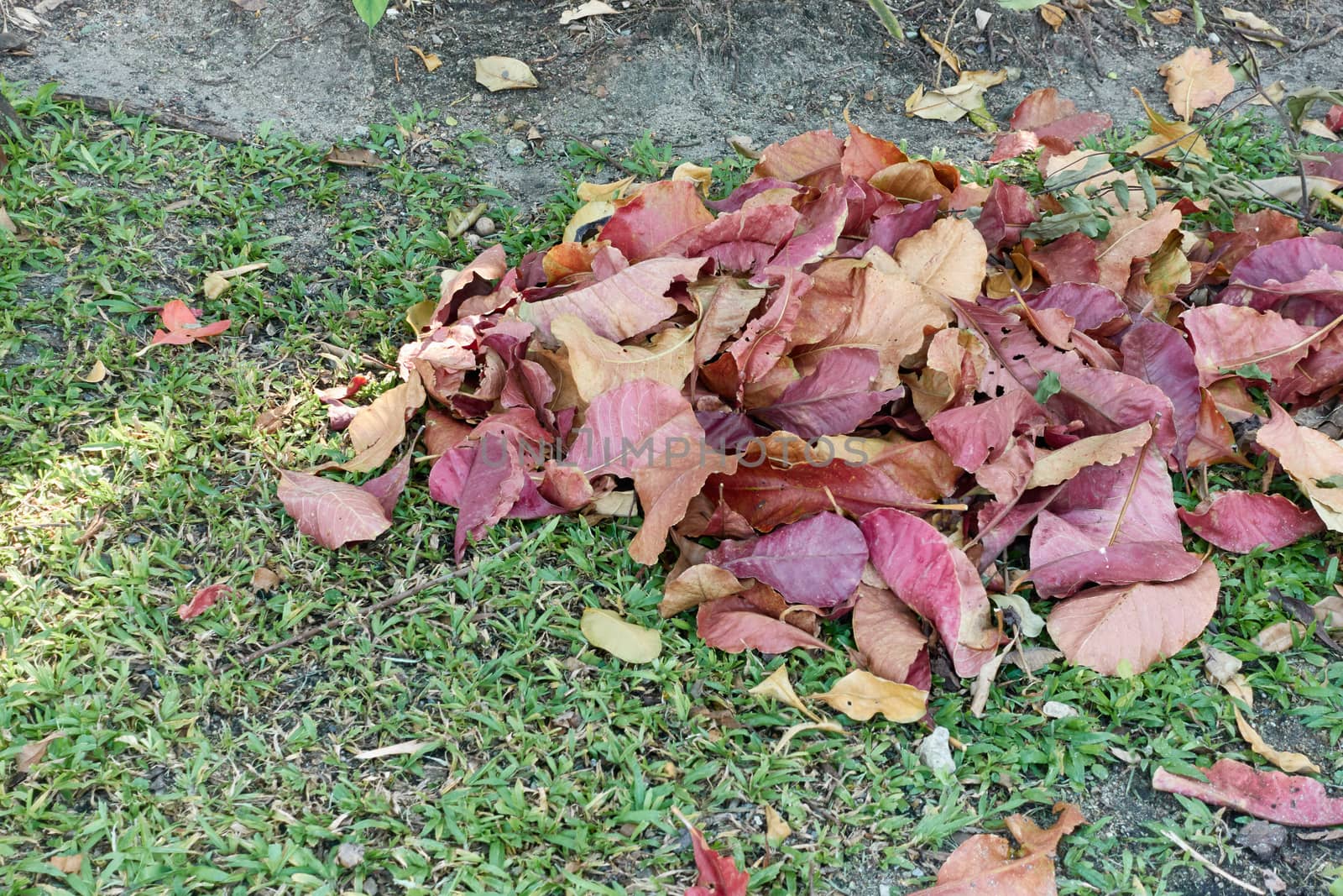 Close up pile colorful dry leaves on grass in garden by eaglesky