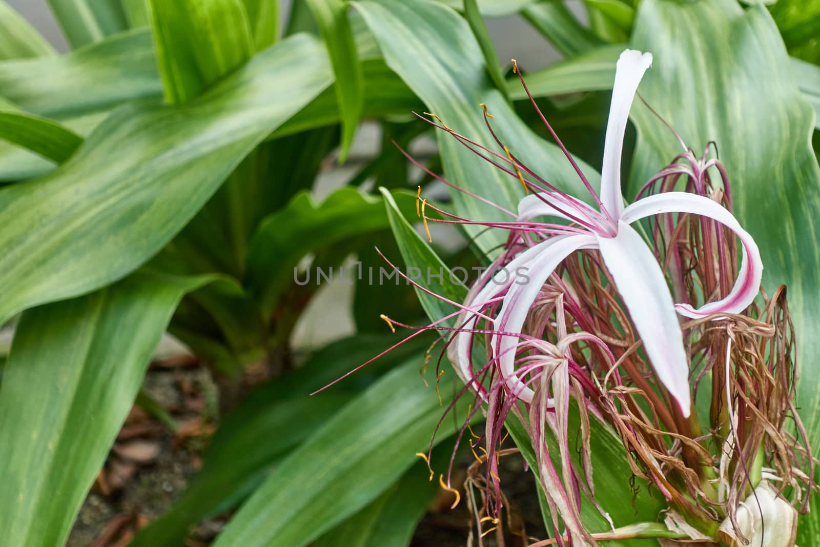 Crinum amabile donn or Crinum lily with blur green leaves by eaglesky