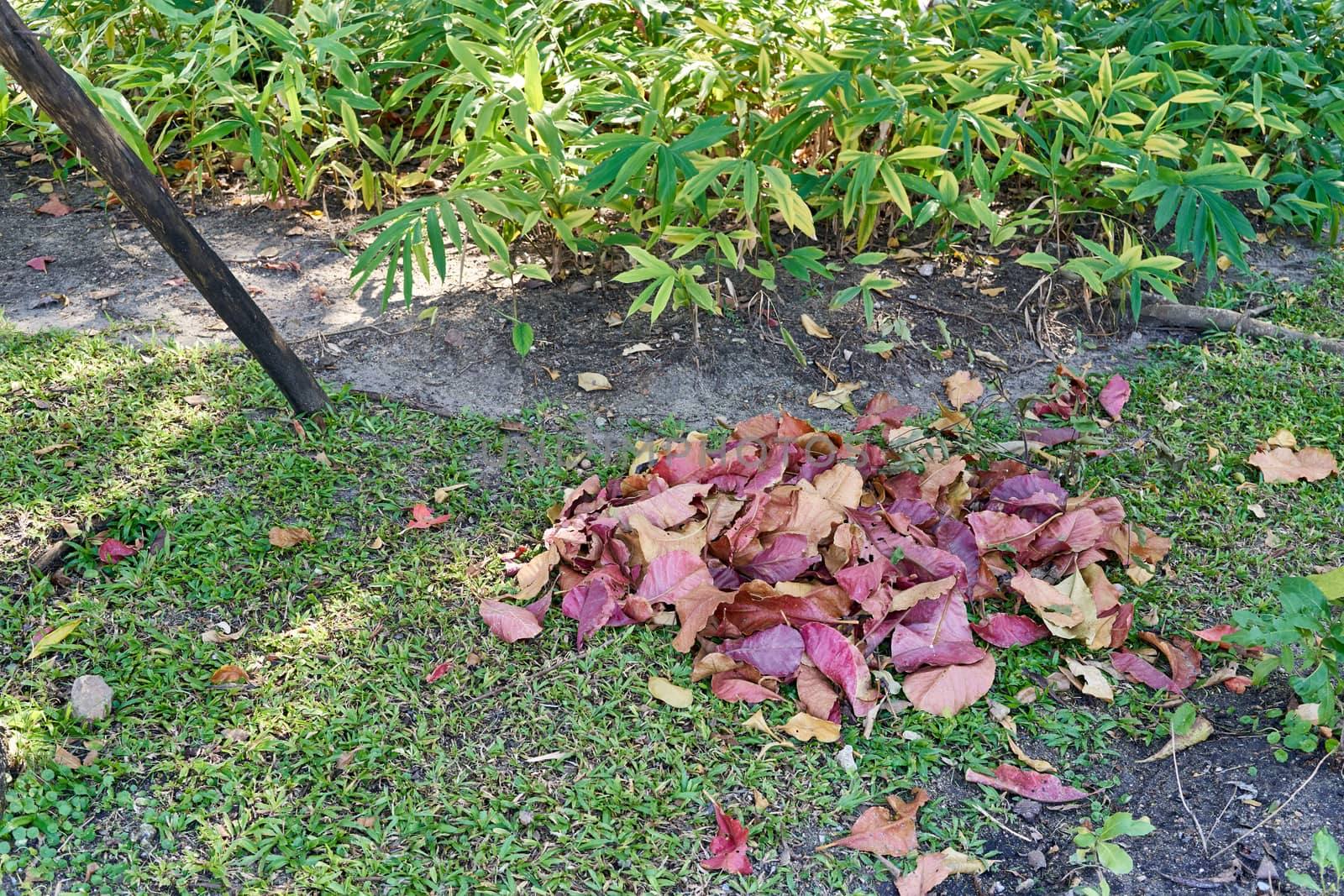 Pile colorful dry leaves on grass have plant in garden as background. Cleaning works concept.