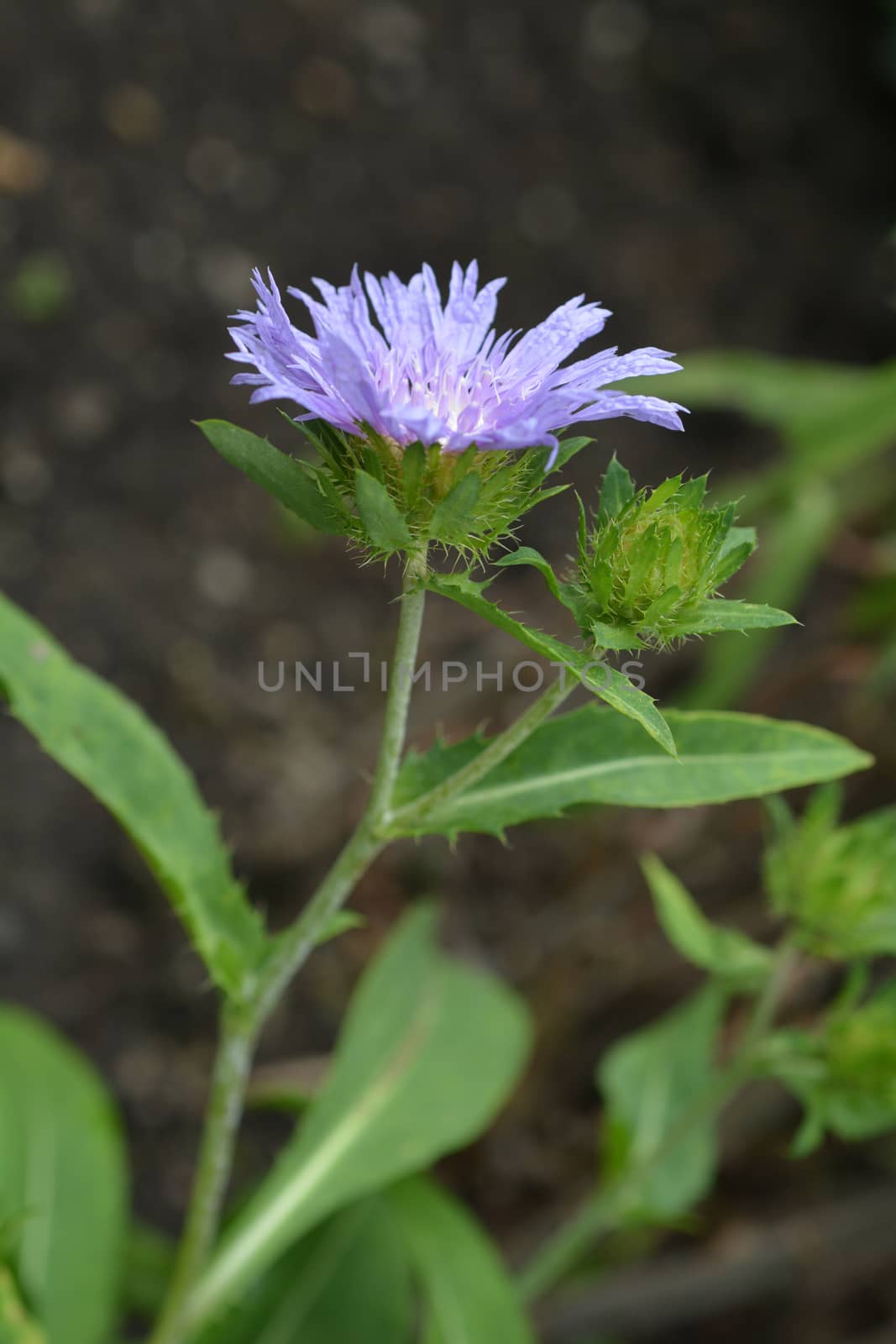 Stokes aster by nahhan
