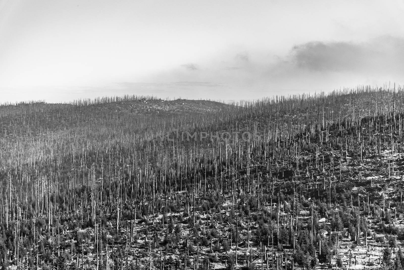 Devasted forest in caues of bark beetle infestation. Sumava National Park and Bavarian Forest, Czech republic and Germany. View from Tristolicnik, Dreisesselberg, to Plechy, Plockenstein. Black and white image.