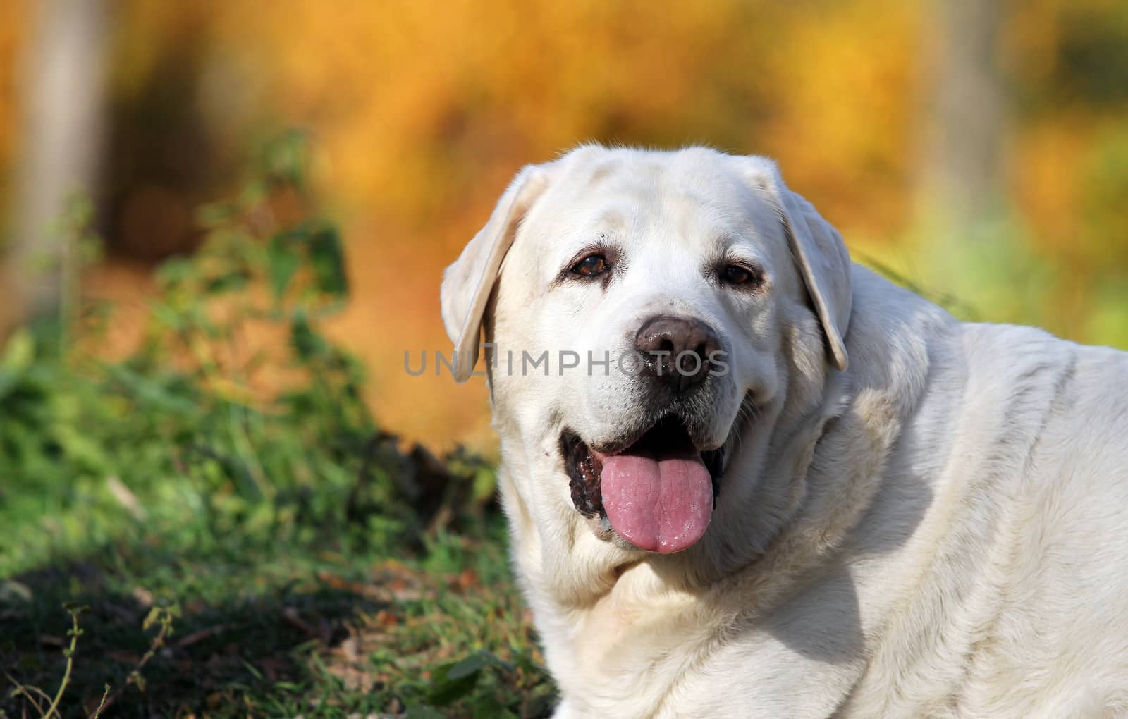 nice yellow labrador in the park in autumn