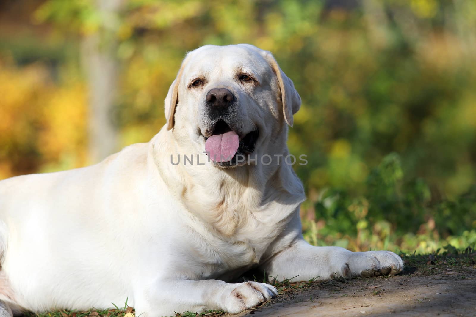the sweet nice yellow labrador in the park in autumn