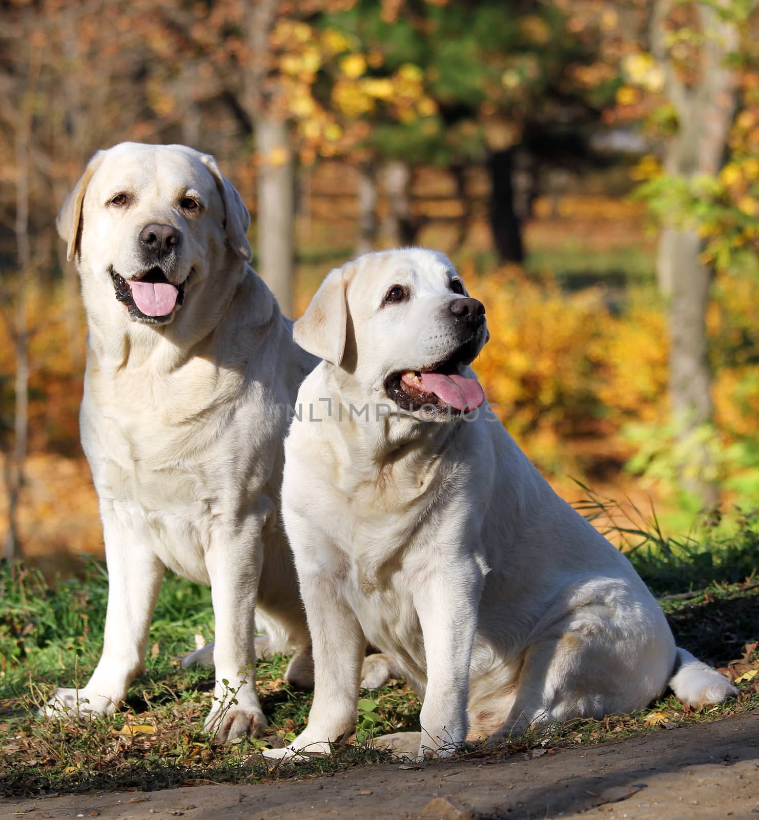 two nice yellow labradors in the park in autumn