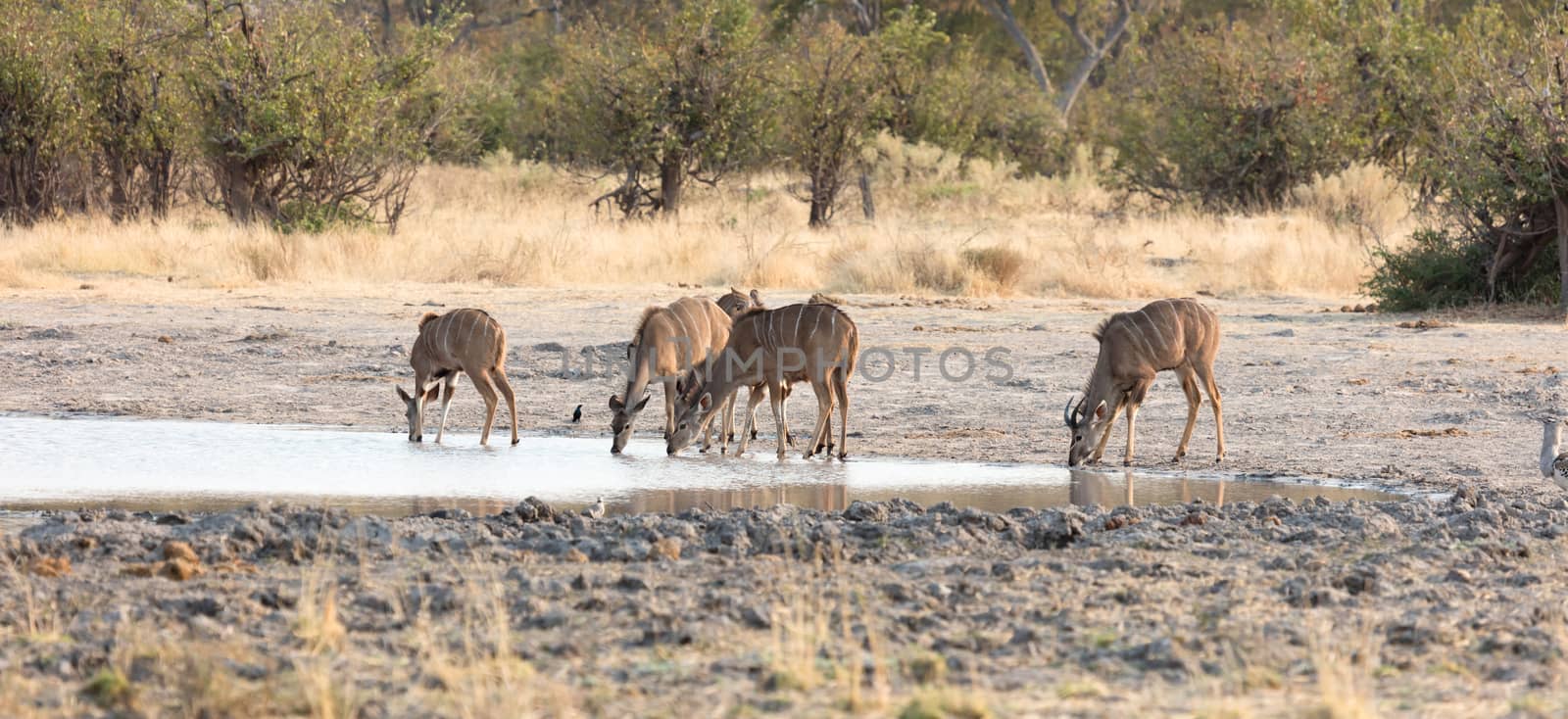 Herd of Kudu drinking at a waterhole, Namibia