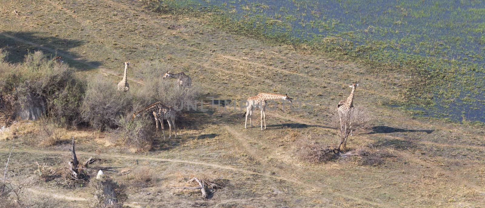 Adult giraffe (Giraffa camelopardalis) in Botswana, aerial view