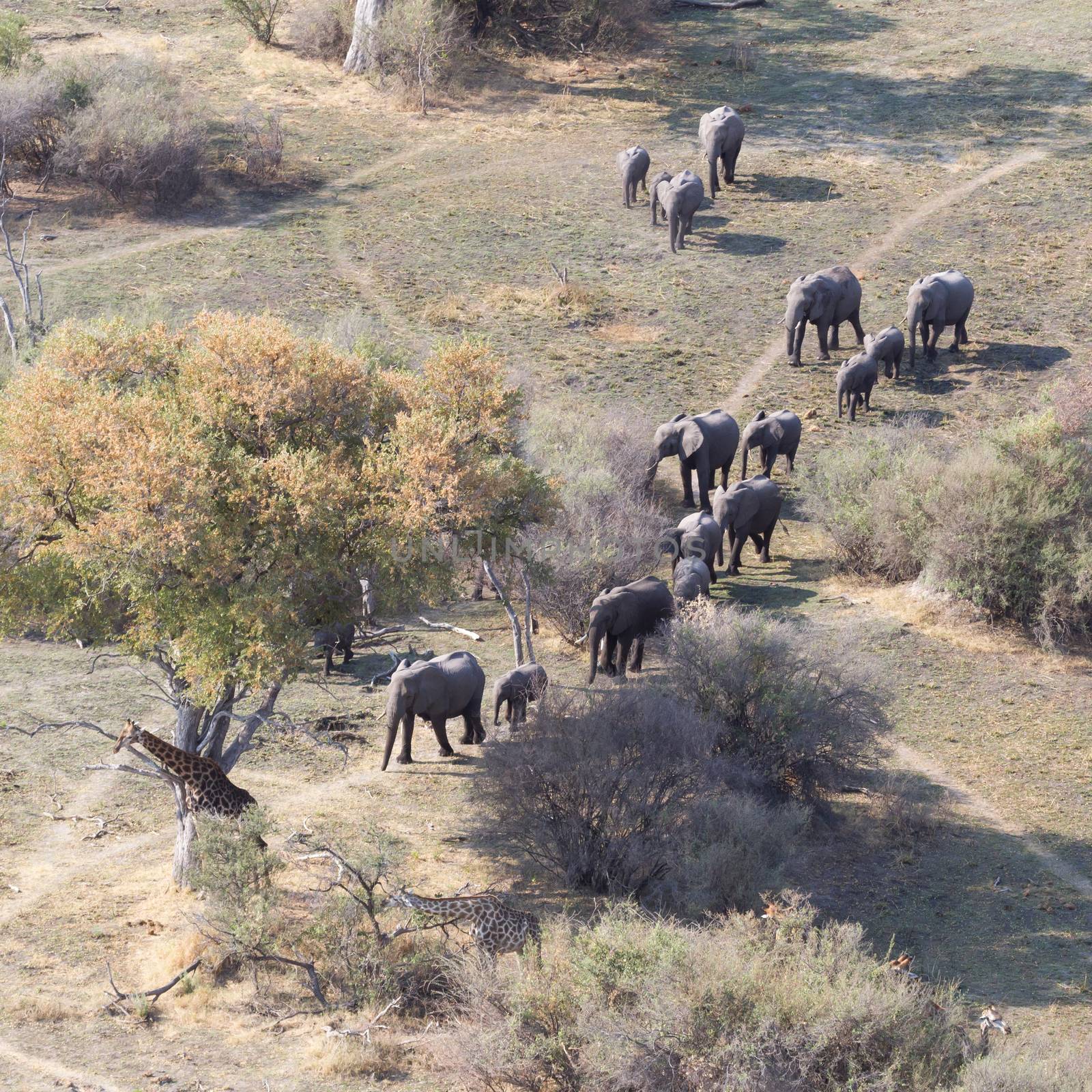 Elephants and giraffes in the Okavango delta (Botswana) by michaklootwijk