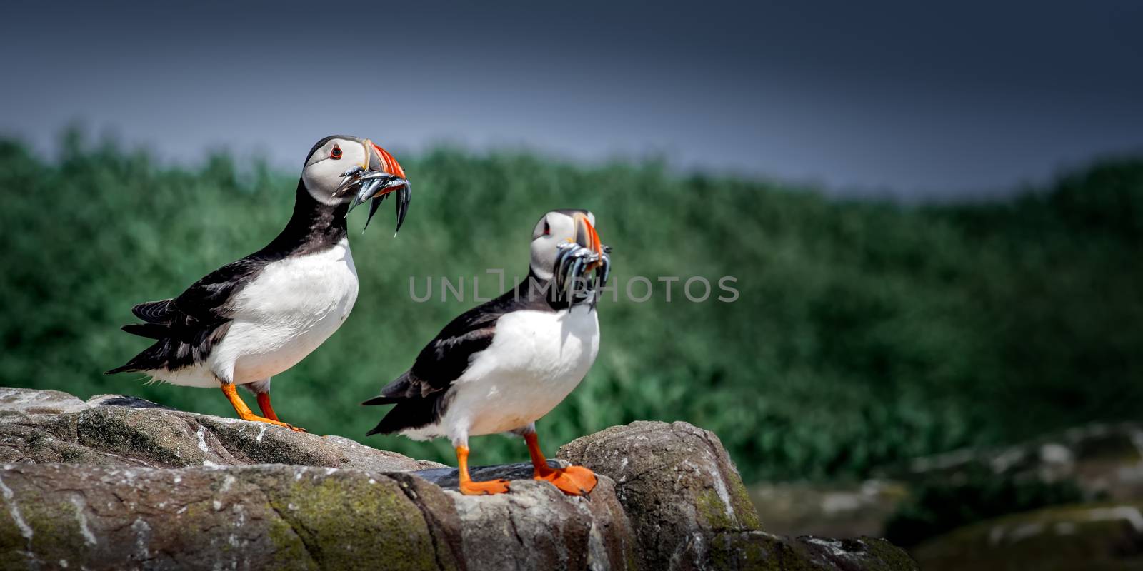 This is the Atlantic Puffin (Fratercula arctica) seen here returning from a foraging trip for food with its favourite food Sandeels (Ammodytes spp) and may make several journeys a day to feed its young.
The conservation status of the Atlantic Puffin is of concern and was Red listed in ïÍBirds of Conservation ConcernÍÍ. They can be long lived birds, living in excess of 20 years and form long term relationships. They breed in colonies and nest in burrows to which they return each year and clean ready for the new arrival. The female lays just one egg which they take in turns to incubate and feed the chick. Often known as the Sea Parrot because of their colourful bills, which they shed after the breeding season.