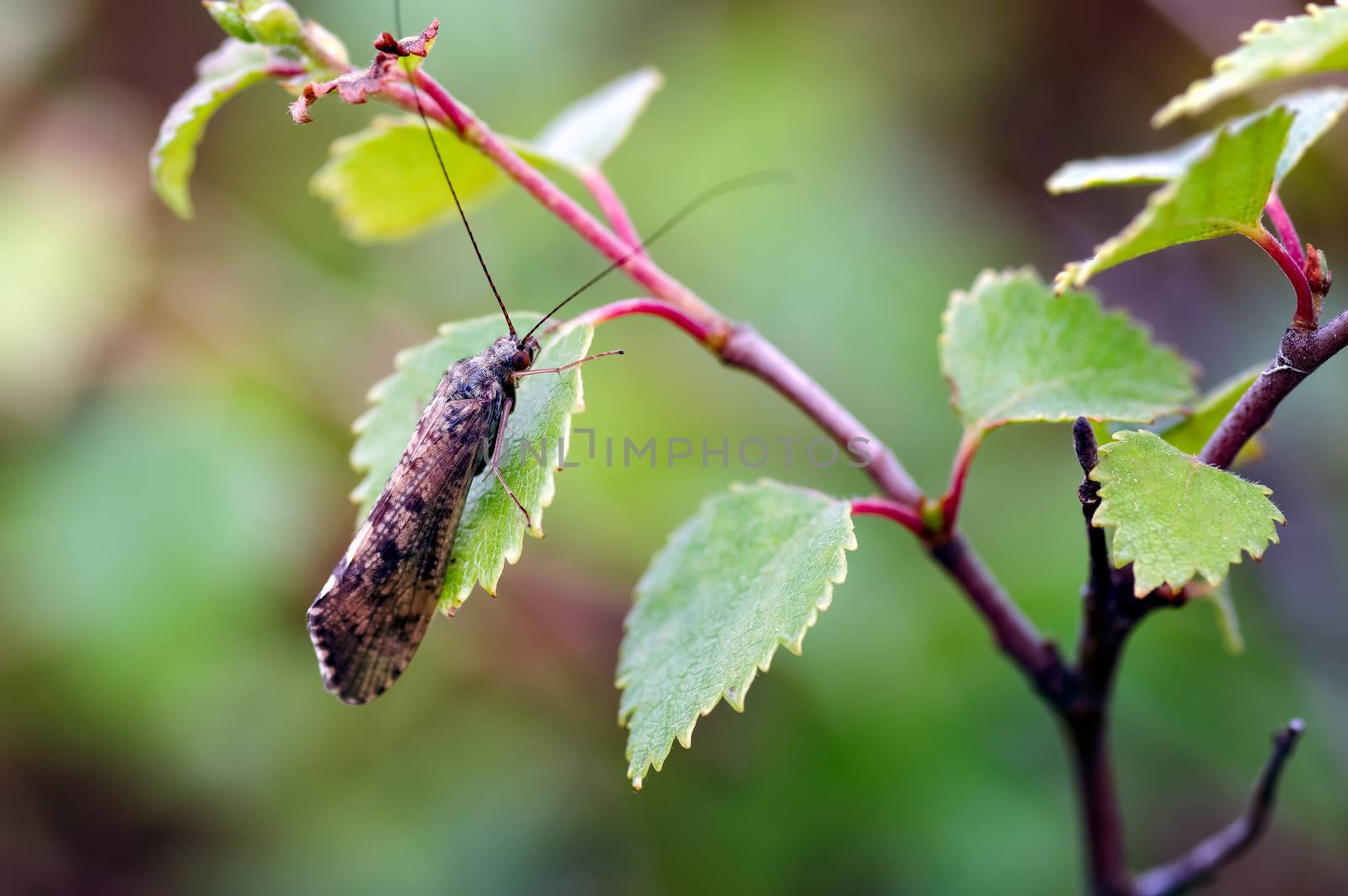 Image of a Caddis Fly (Polycentropodidae) resting on a birch leaf in Glen Affric.