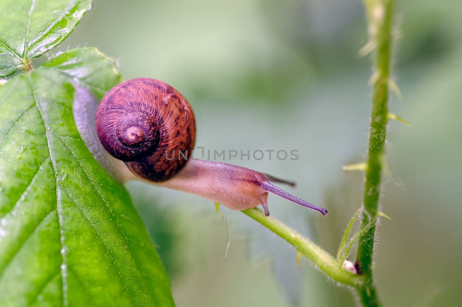 Copse Snail  (Arianta arbustorum) on vegetation in transit looking for better and safer feeding.