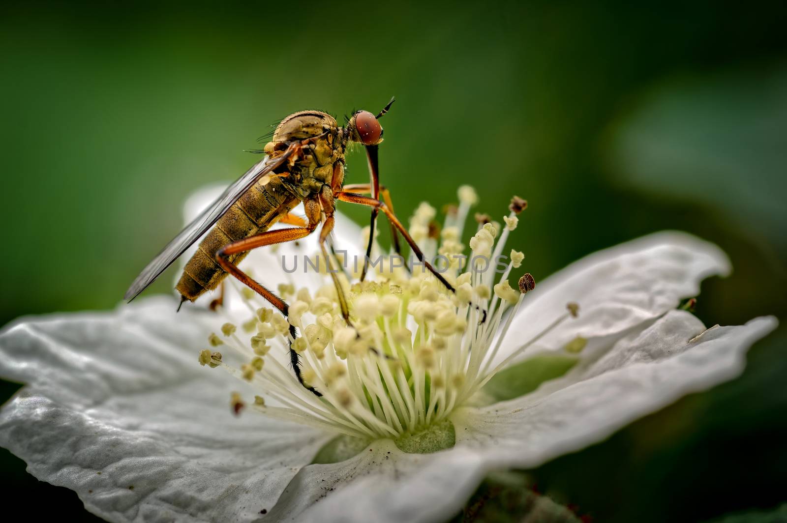 The Dagger Fly seen here is Empis opaca nectaring (feeding) on a dewberry flower. As their name suggests this is a predatory species and catches its prey by impaling it with its extended mouth parts (proboscis) and can be used as biological control agents. However, they also feed on flowers where their long proboscis allows them to reach the nectar and so are also important pollinators. Sometimes also referred to as balloon flies or dance flies.