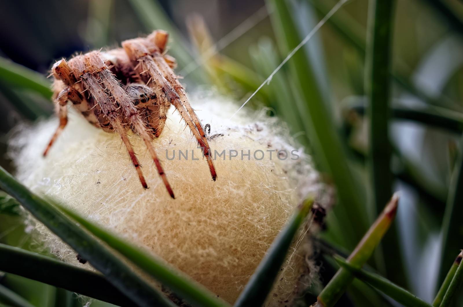 A photograph showing a common garden spider (Araneus diadematus) guarding her recently laid eggs.