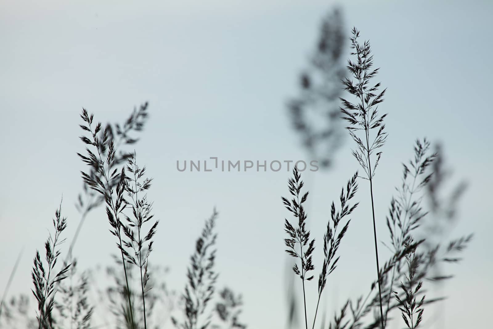 Silhouettes of few bents on the light  blue sky background in Latvia.