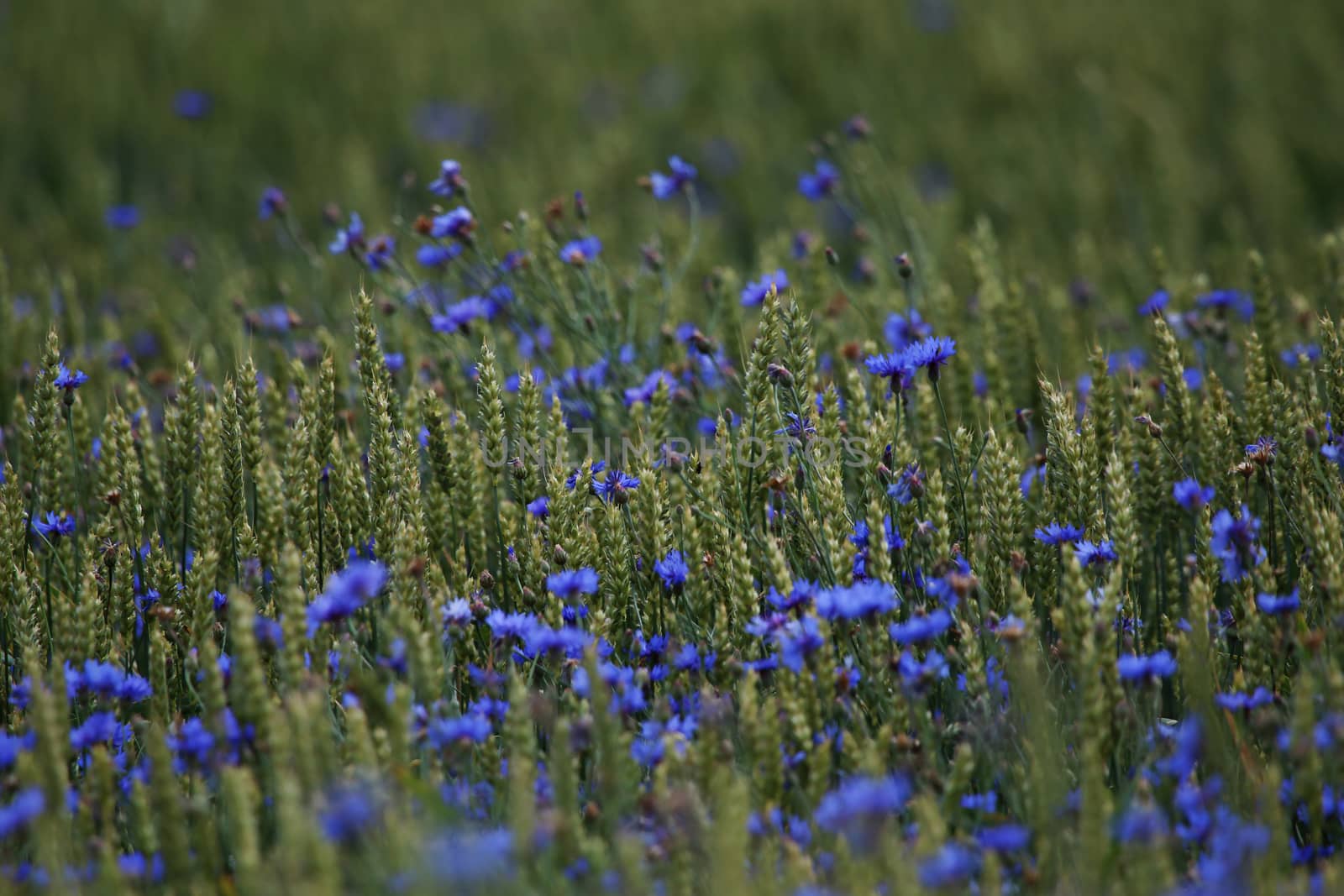 Cornflowers. Blooming flowers. Cornflowers on a green grass. Meadow with flowers. Wild flowers. Nature flower. Flowers on field. 