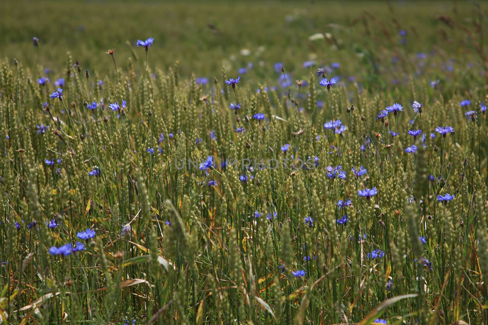 Cornflowers. Blooming flowers. Cornflowers on a green grass. Meadow with flowers. Wild flowers. Nature flower. Flowers on field. 