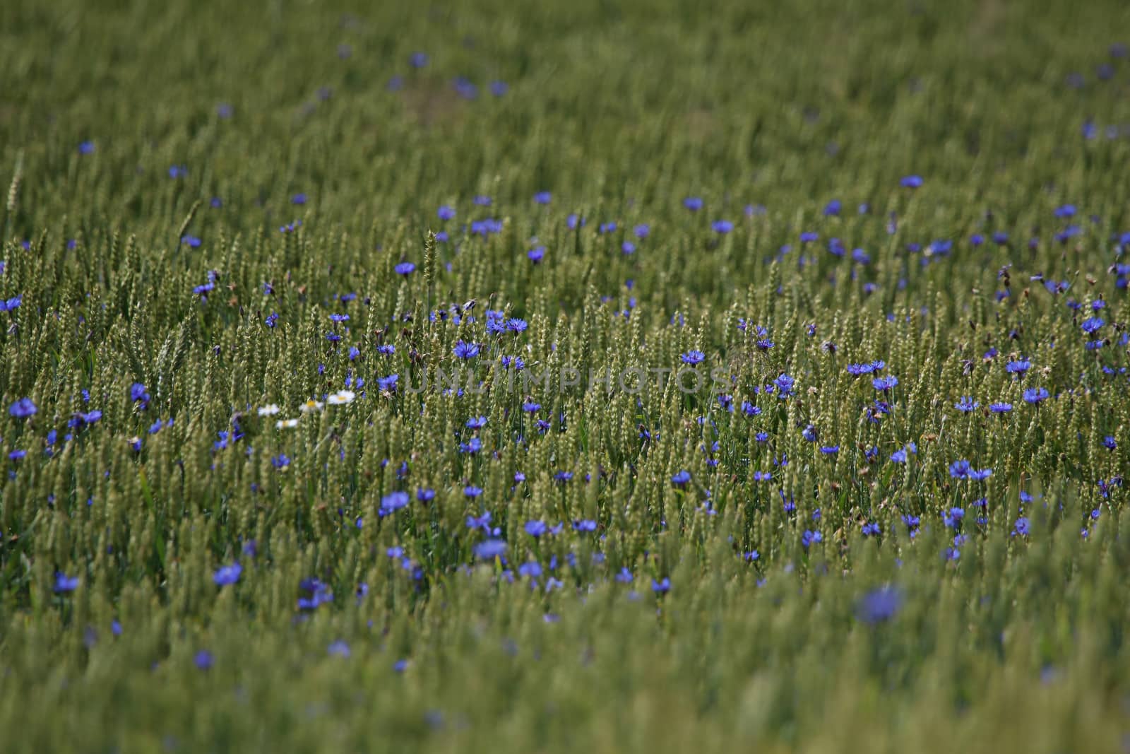 Cornflowers. Blooming flowers. Cornflowers on a green grass. Meadow with flowers. Wild flowers. Nature flower. Flowers on field. 