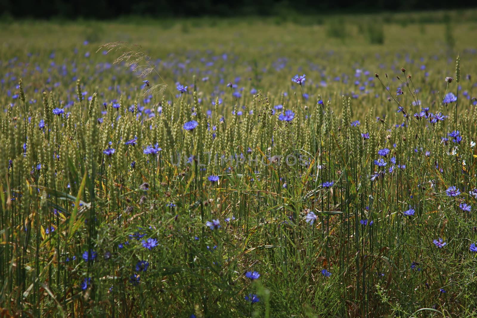 Cornflowers. Blooming flowers. Cornflowers on a green grass. Meadow with flowers. Wild flowers. Nature flower. Flowers on field. 