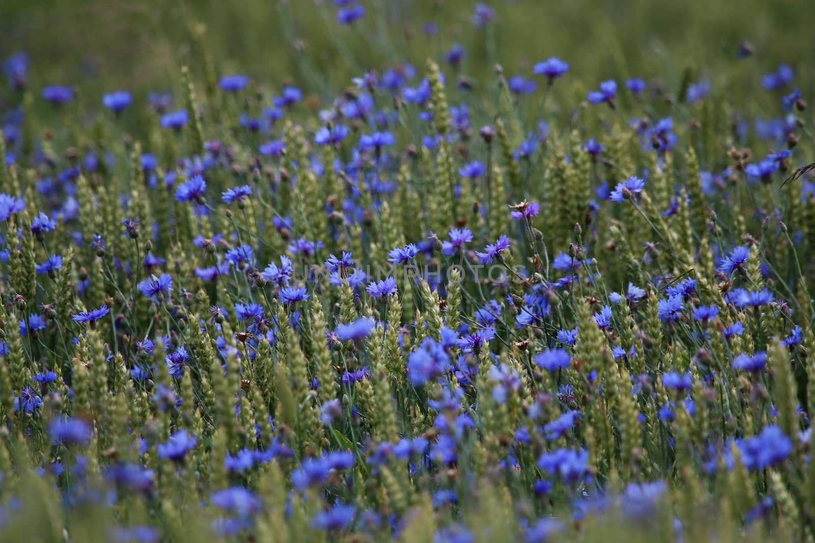 Cornflowers. Blooming flowers. Cornflowers on a green grass. Meadow with flowers. Wild flowers. Nature flower. Flowers on field. 