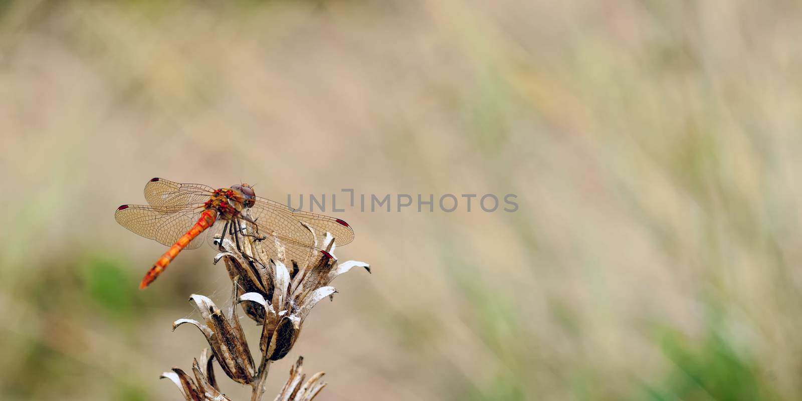 A common darter dragonfly (Sympetrum striolatum) resting on some dead vegetation whilst on the look out for prey and guarding his territory.