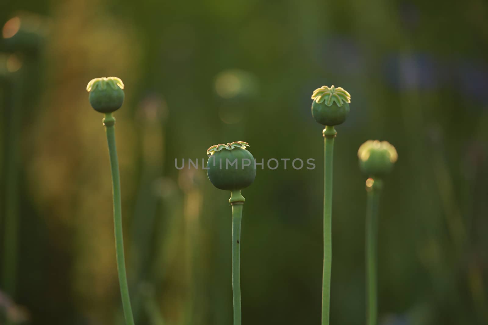 Four poppy seed boxes on background of green meadow. 