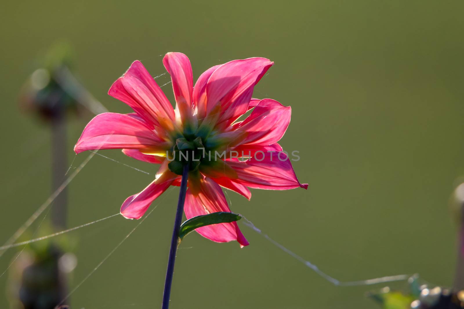 Background with  pink dahlia and spider web. Dahlia is tuberous-rooted plant of daisy family, which is cultivated for its brightly coloured single or double flowers.