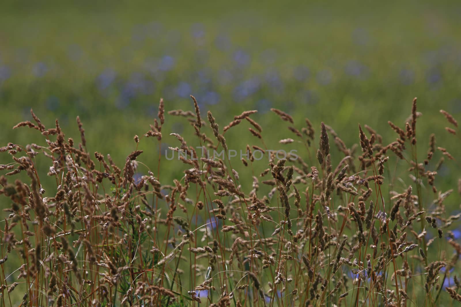 Background created with a close up of a cereal field in Latvia. Cereal grain used for food, wheat, maize, or rye.