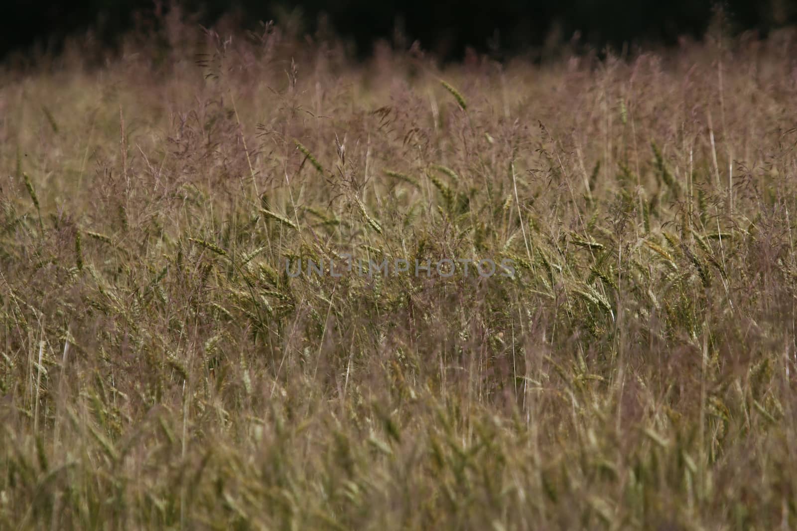 Background created with a close up of a cereal field in Latvia. Cereal grain used for food, wheat, maize, or rye.