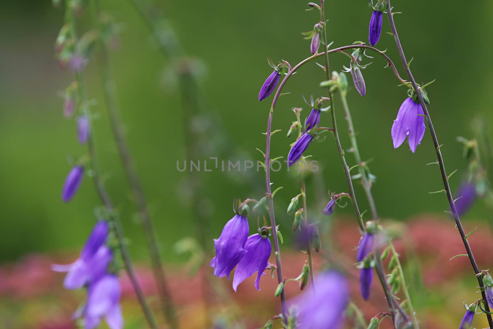 Blue flowers on field. Violet blooming flowers on a green grass. Meadow with rural flowers. Wild flowers. Nature flower. 