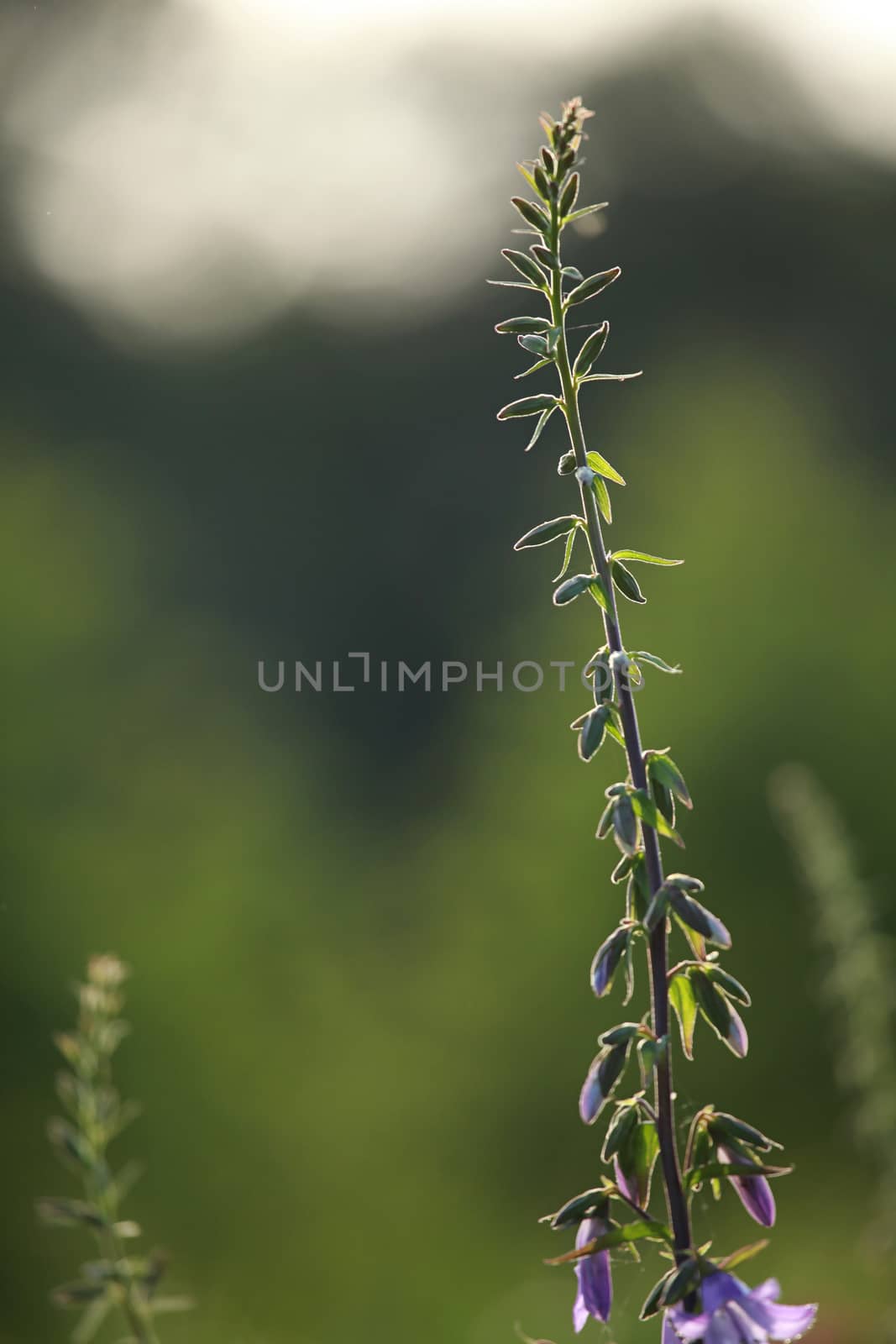 Blue flowers on field. Violet blooming flowers on a green grass. Meadow with rural flowers. Wild flowers. Nature flower.