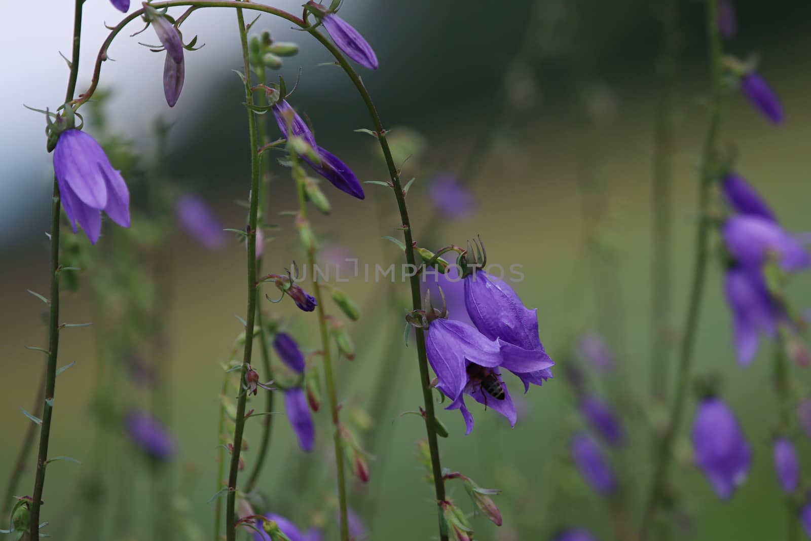 Blue flowers on field. Violet blooming flowers on a green grass. Meadow with rural flowers. Wild flowers. Nature flower.