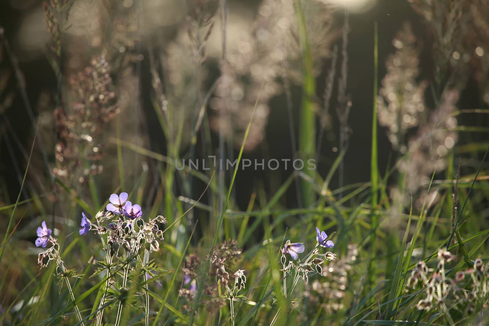 Blue flowers on field. Violet blooming flowers on a green grass. Meadow with rural flowers. Wild flowers. Nature flower.