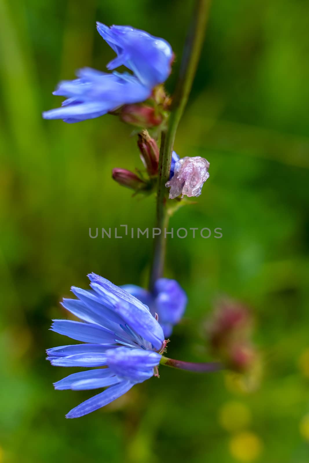 Chicory flowers on meadow. Blooming flowers. Chicory flowers on a green grass. Meadow with chicory flowers. Wild flowers. Nature flower. Chicory flowers on field in summer day. 

