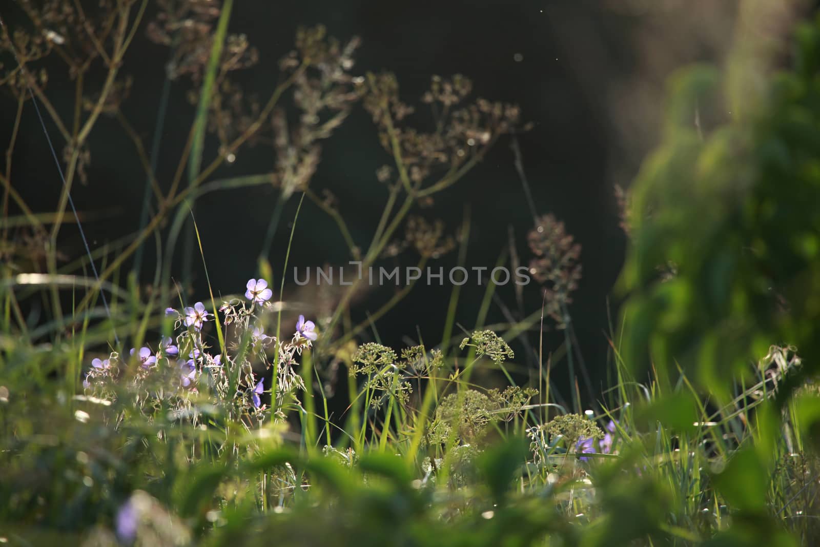 Blue flowers on field. Violet blooming flowers on a green grass. Meadow with rural flowers. Wild flowers. Nature flower.