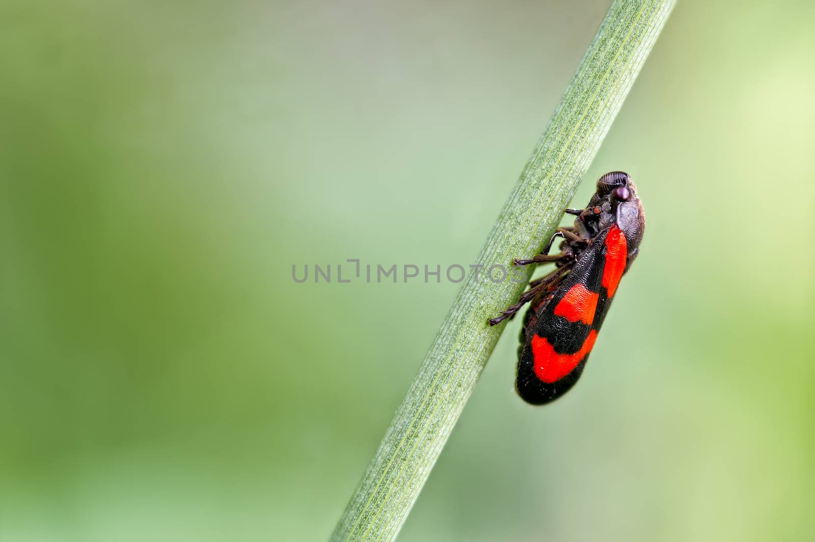 A photograph of a true bug. This is the Red & Black Froghopper known as Cercopis vulnerata. These are plant feeding bugs that get the name hopper from the adults ability to make powerful leaps. The hoppers are perhaps best known for their nymphal stage and observed as cuckoo spit and thus often referred to as spittle bugs.