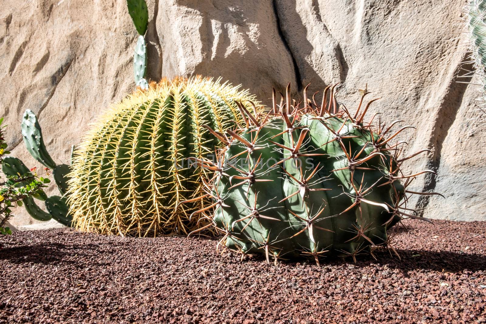 Cactus in sunshine on the Spanish island Fuerteventura