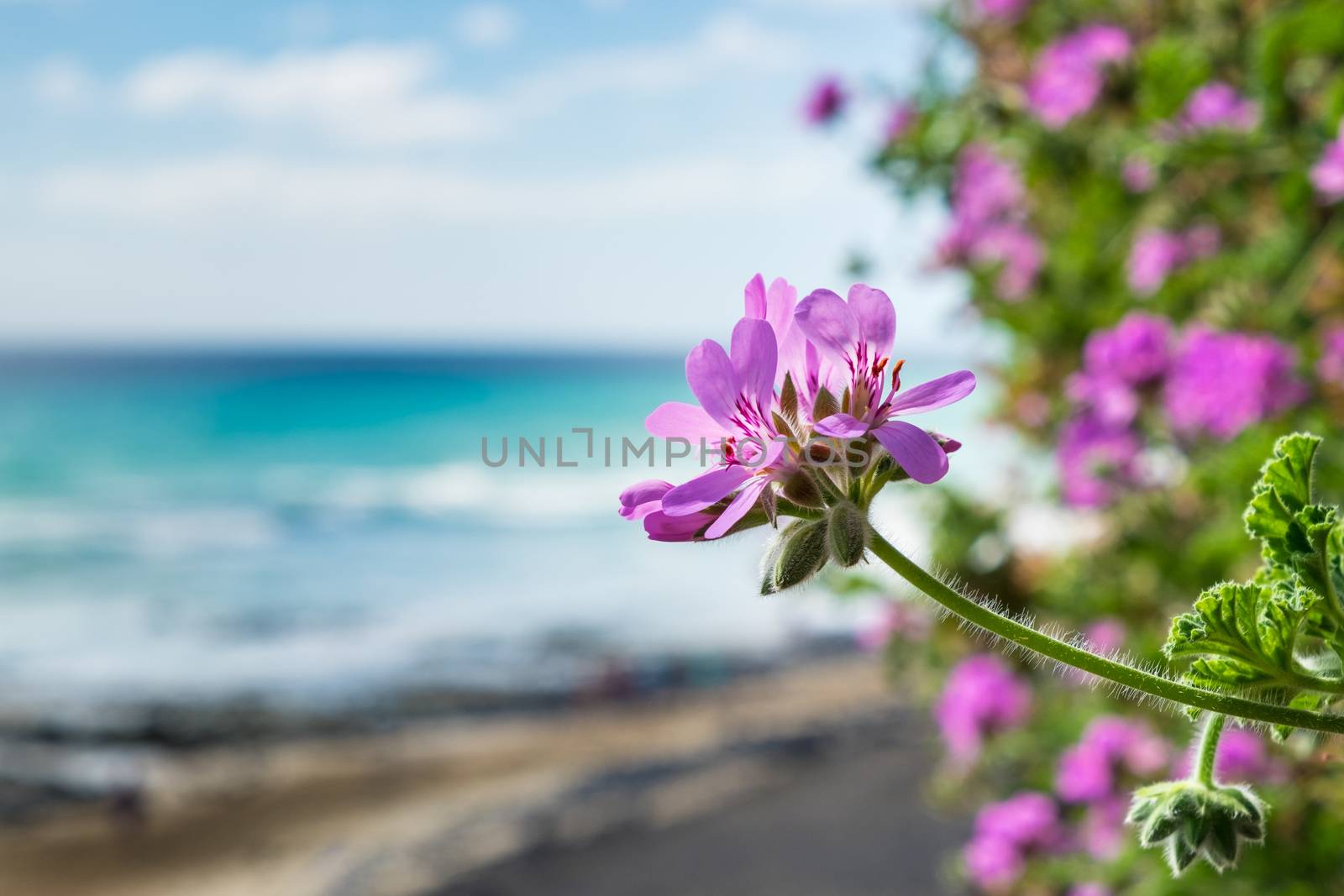 Flower Fuerteventura by w20er