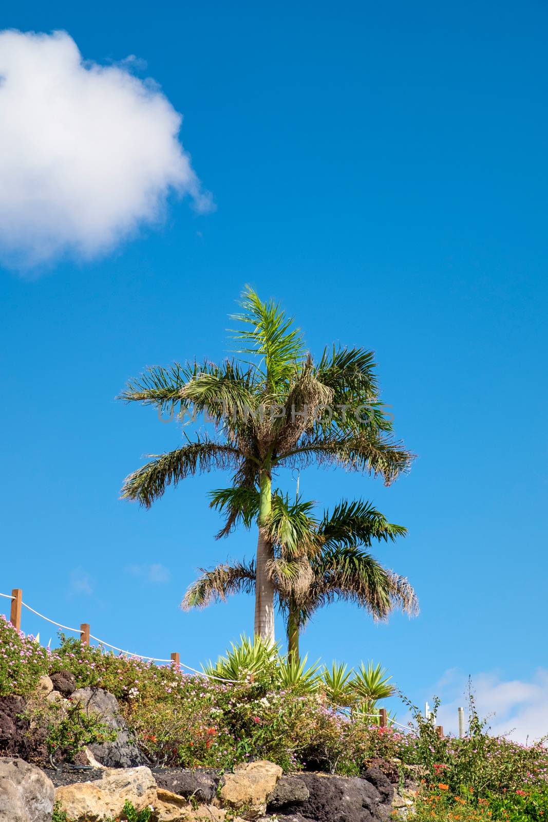 Palm tree on beach in sunshine on the Spanish island Fuerteventura