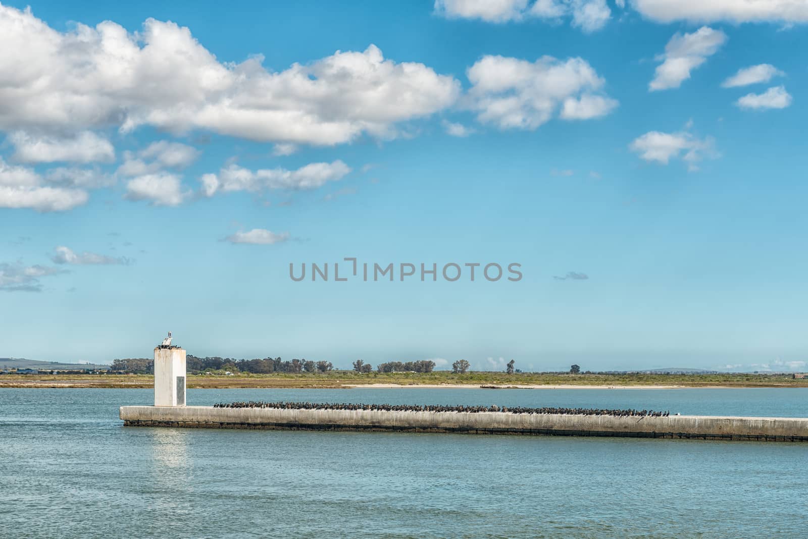 Cormorants on a seawall at the entrance to the harbor in the mouth of the Berg River in Laaiplek in the Western Cape Province of South Africa