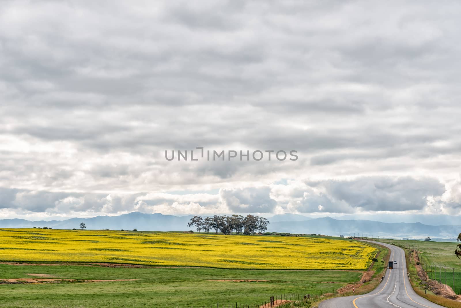 Canola fields along road N7 to the North of Piketberg in the Swartland region of the Western Cape Province