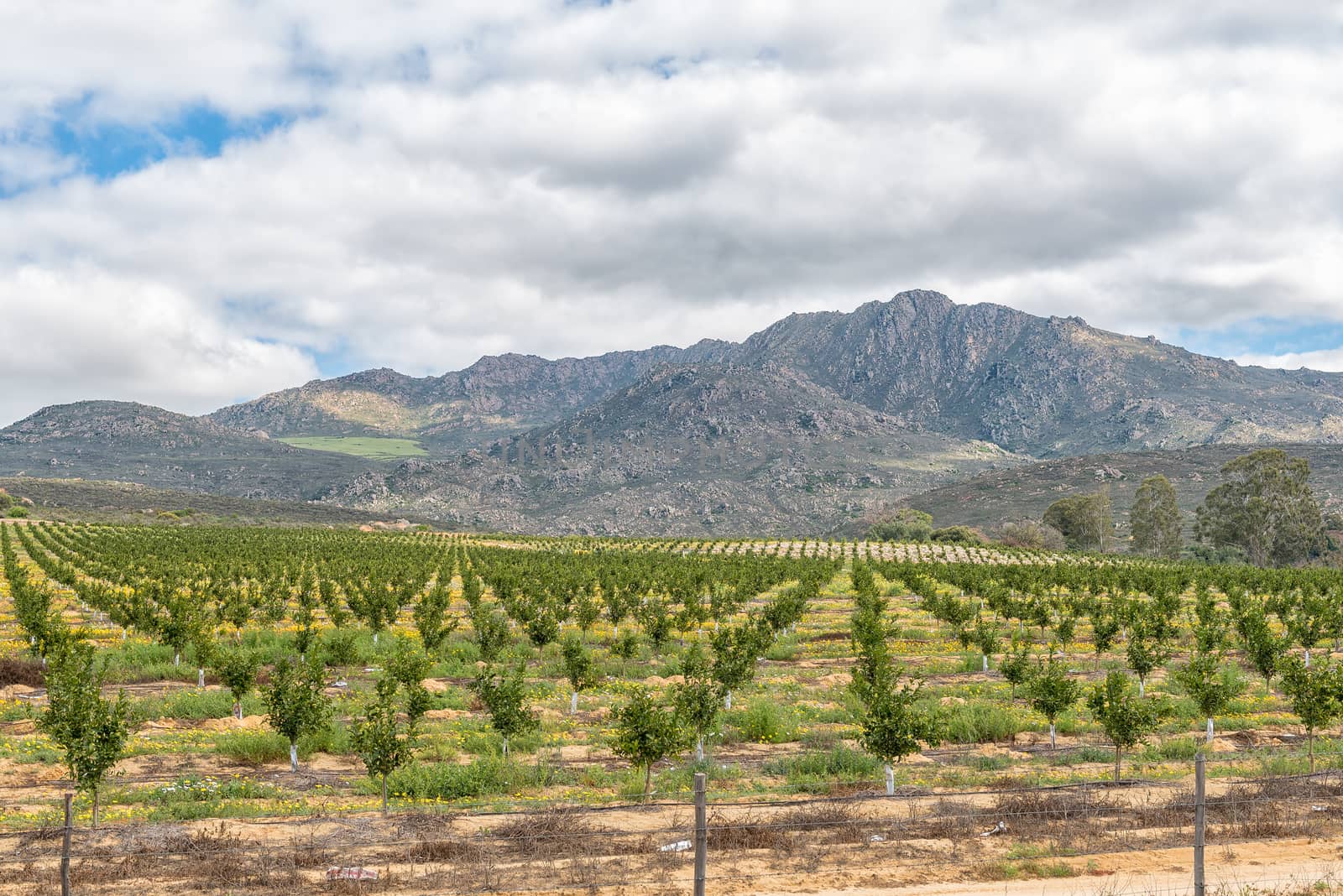 Wild flowers and citrus orchards near Citrusdal in the Western Cape Province