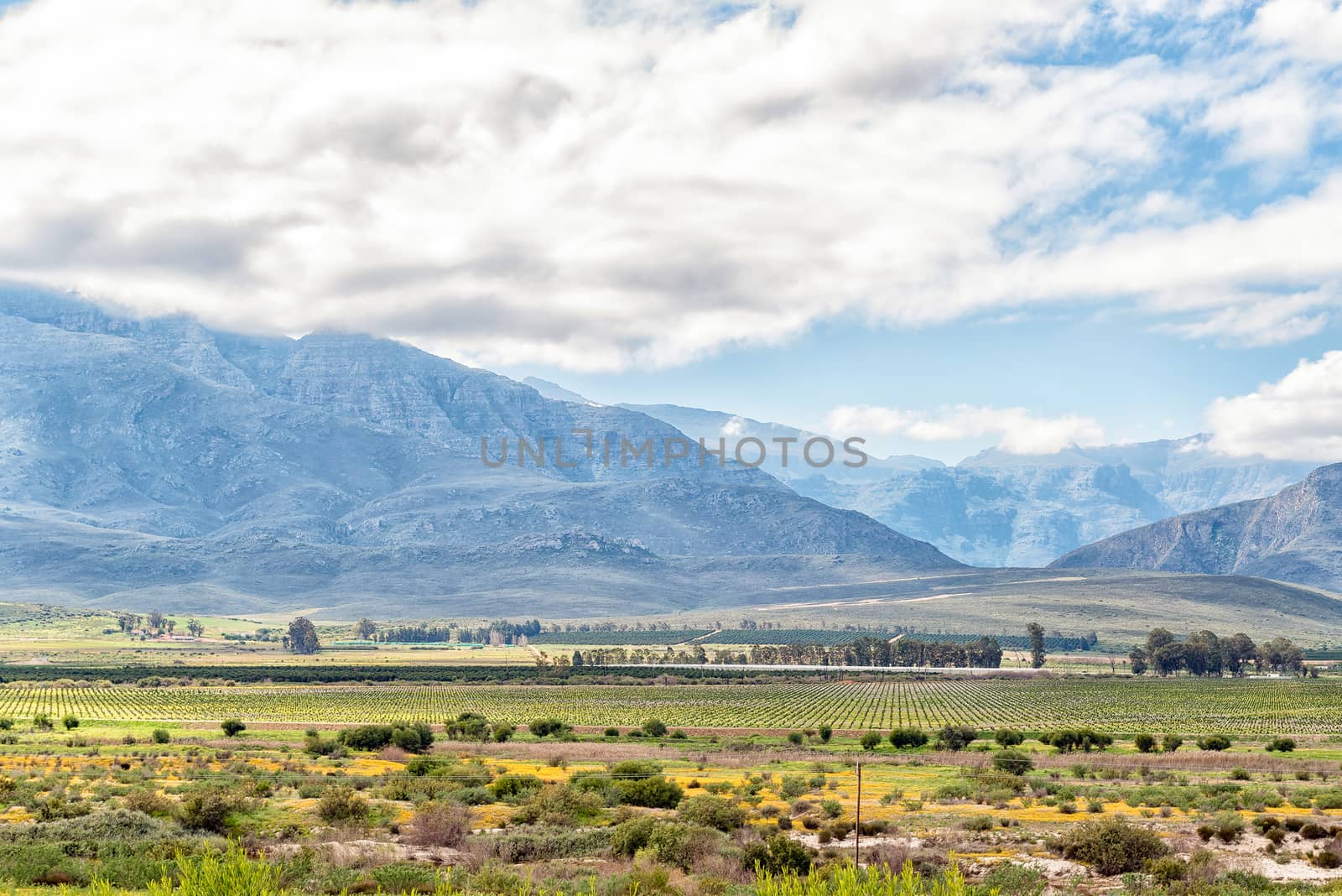Wild flowers and citrus orchards near Citrusdal in the Western Cape Province