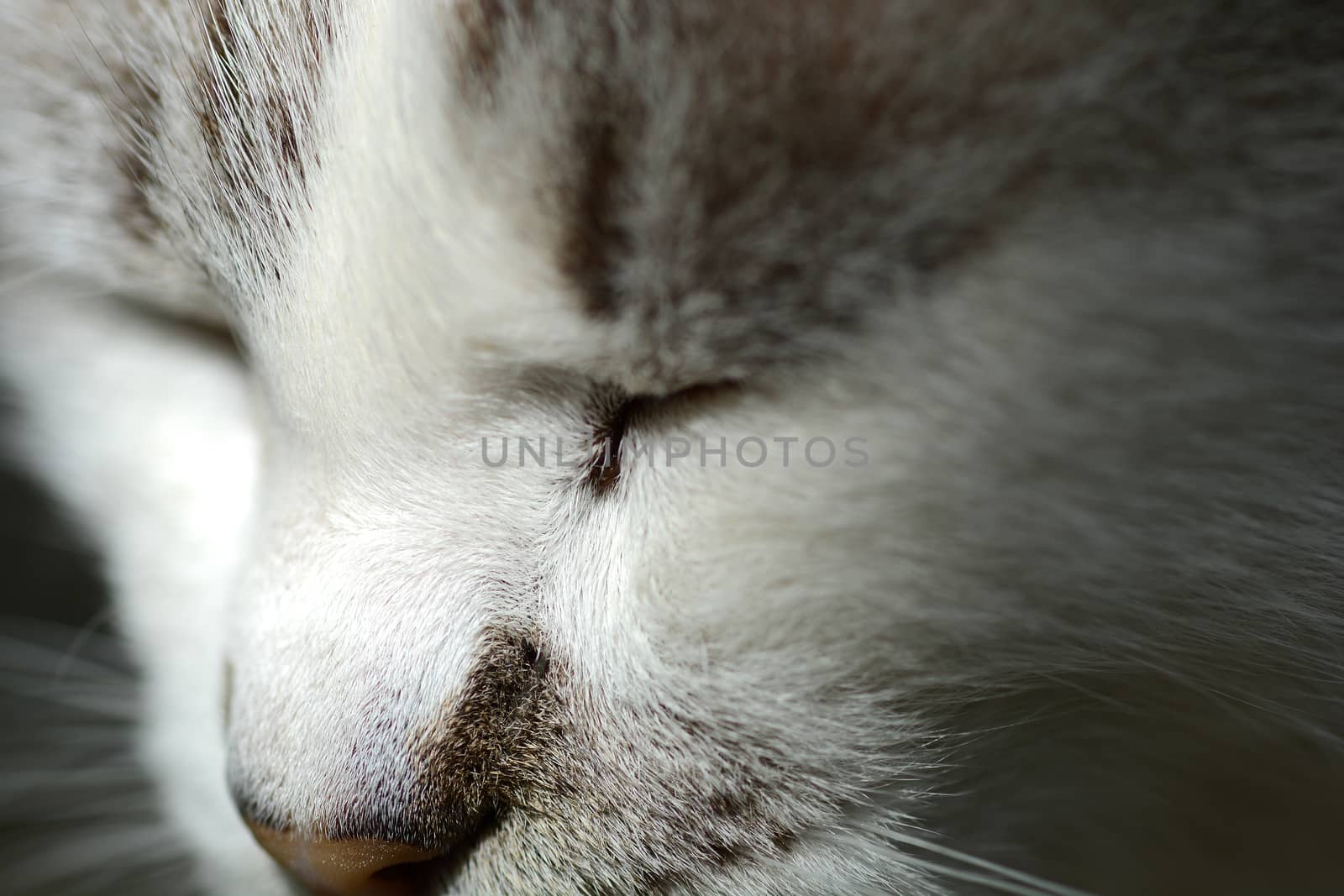 Close up of handsome adult maine coon cat face