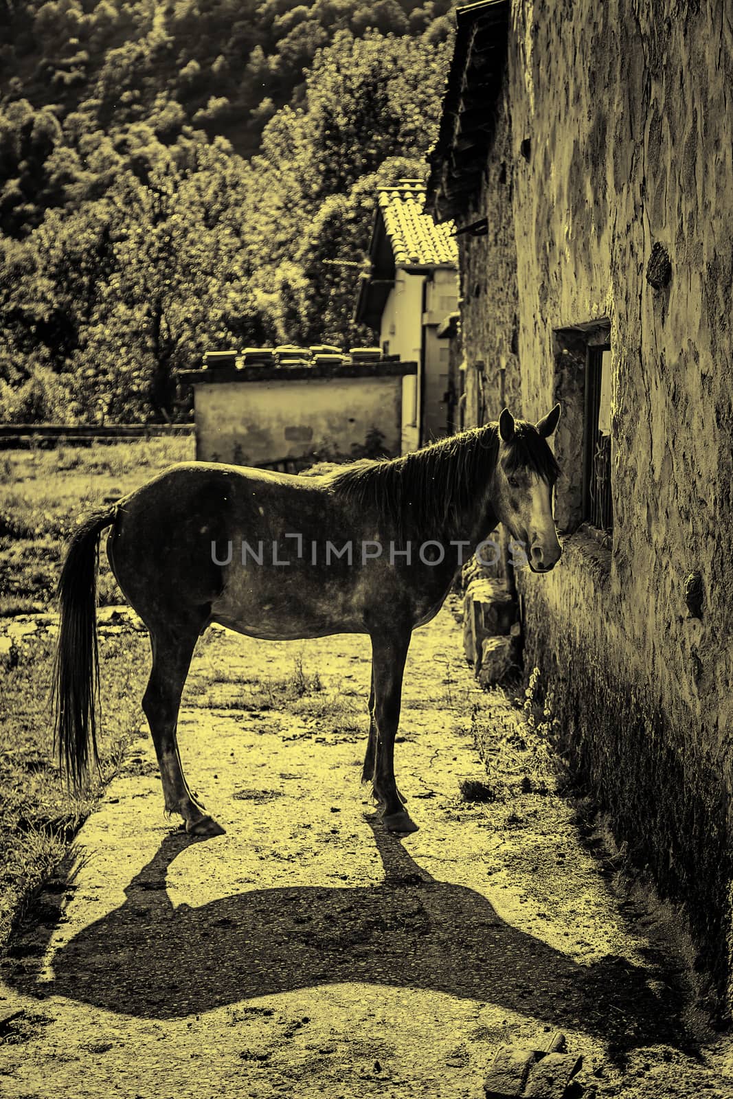 Horse on the farm, detail of an animal on a farm in a village, wild animal